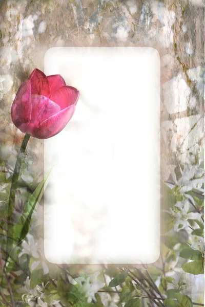 Tulip and Blossoms — Stock Photo, Image