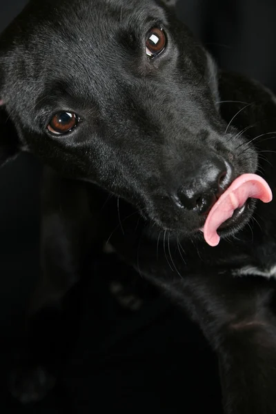 stock image Mixed Breed Puppy