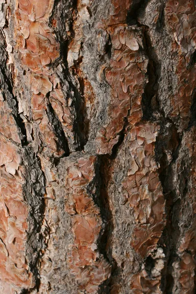 Copac scoarță — Fotografie, imagine de stoc