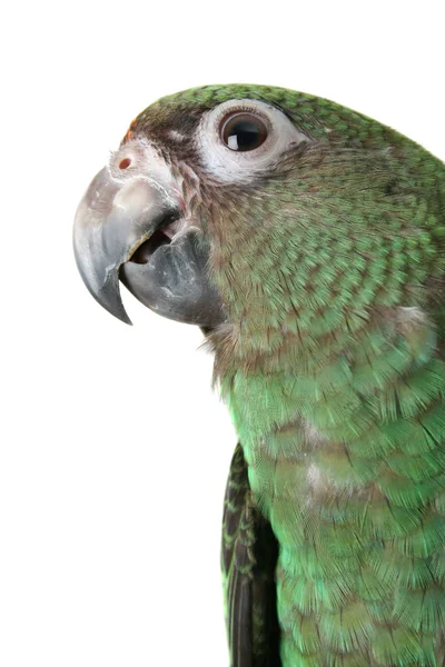Папуга Джардін — стокове фото