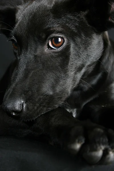 혼합된 유형 강아지 — 스톡 사진
