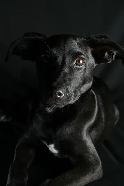 Cachorro de raza mixta —  Fotos de Stock