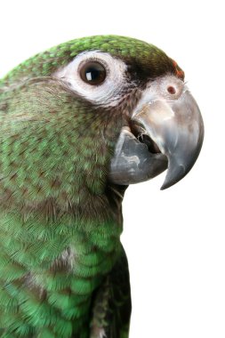 Young Parrot clipart