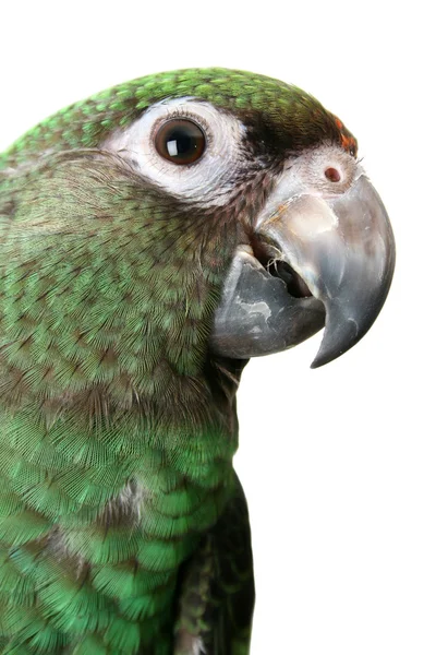 Młoda papuga — Zdjęcie stockowe