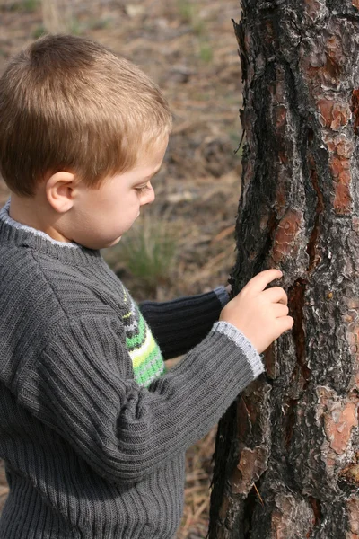 Boy chipping bark — Stock Photo, Image