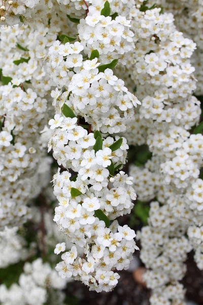 ince beyaz çiçekler