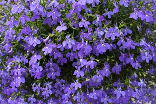 stock image Purple flowers