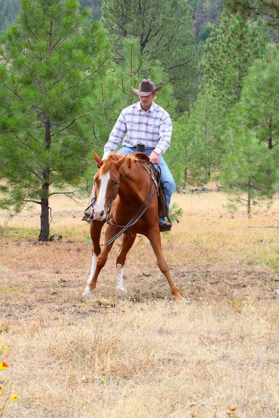 stock image Horse trainer