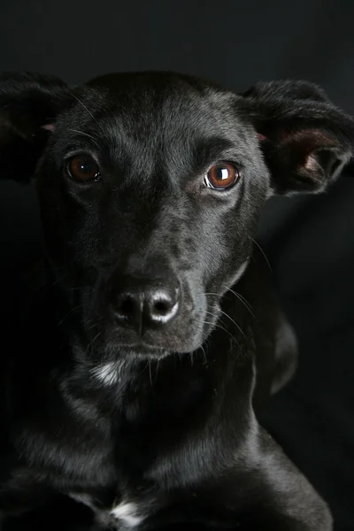 Stock image Mixed Breed Puppy