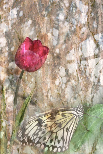Tulip and butterfly — Stock Photo, Image