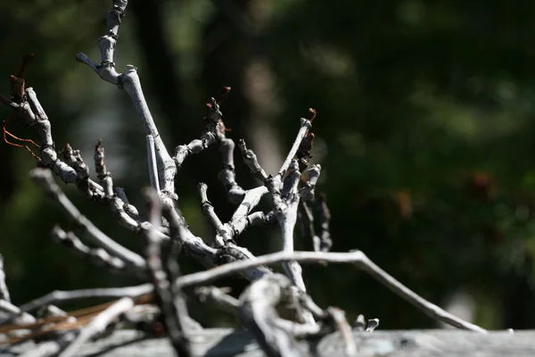 Dried Twigs — Stock Photo, Image