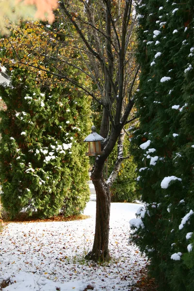 Sneeuw boom — Stockfoto