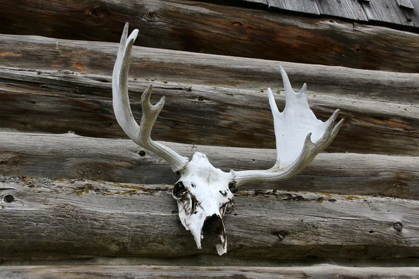 stock image Elk antlers