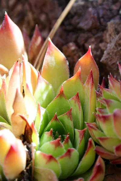 Succulent plants — Stock Photo, Image