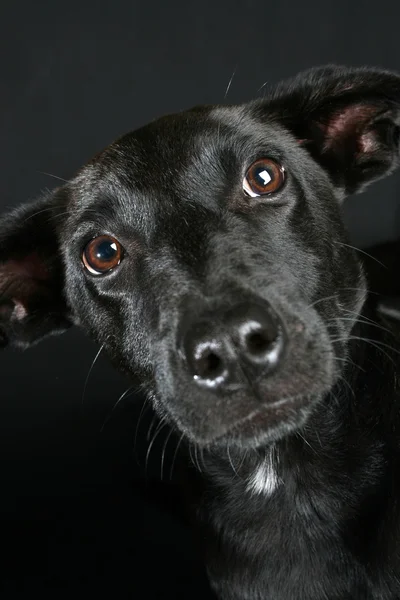 Karışık cins köpek yavrusu — Stok fotoğraf