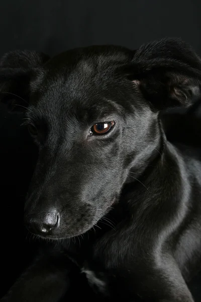 stock image Mixed Breed Puppy