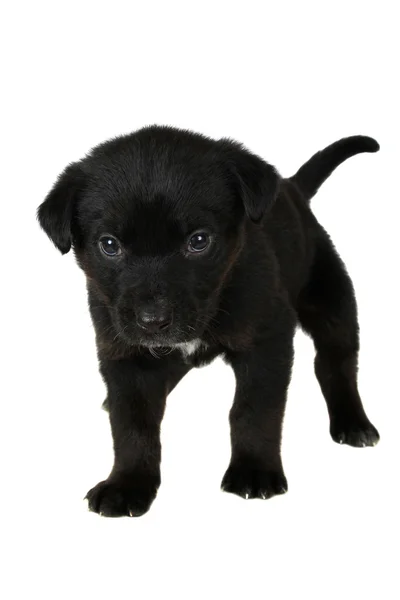 Cachorro negro — Foto de Stock