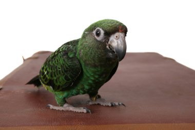 Jardine Parrot clipart