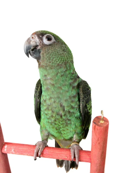 Giovane pappagallo — Foto Stock