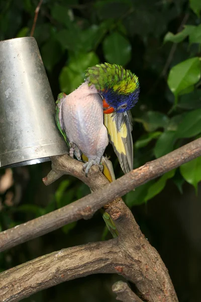 Больной попугай — стоковое фото