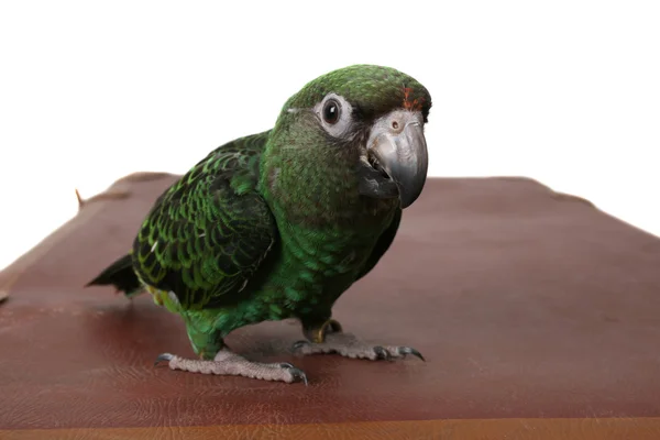 Jardine papegoja — Stockfoto