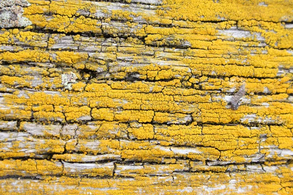 stock image Yellow moss