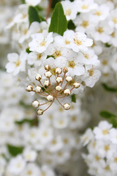 Flores brancas finas — Fotografia de Stock