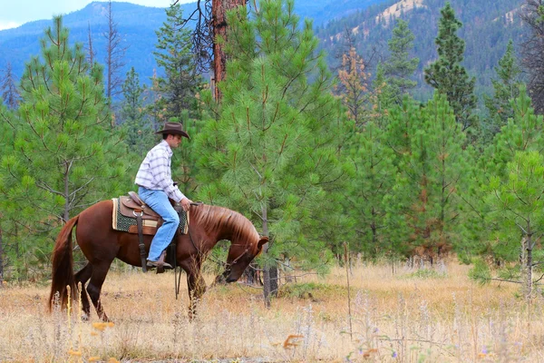 stock image Horse trainer