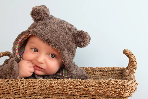 Babybär — Stockfoto