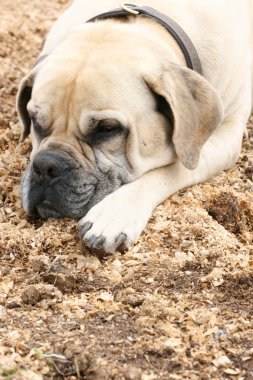 köpek uyurken