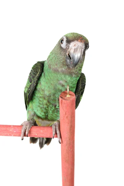 Папуга Джардін — стокове фото