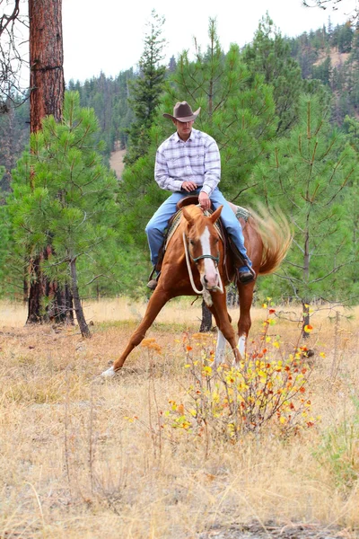 At eğitmeni — Stok fotoğraf