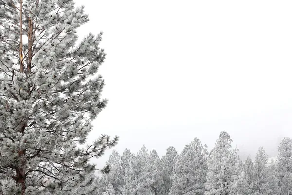 Snow trees — Stock Photo, Image