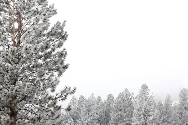 stock image Snow trees