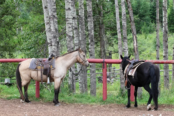 Trail коней — стокове фото