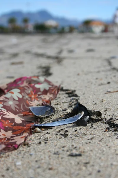 stock image Seashell