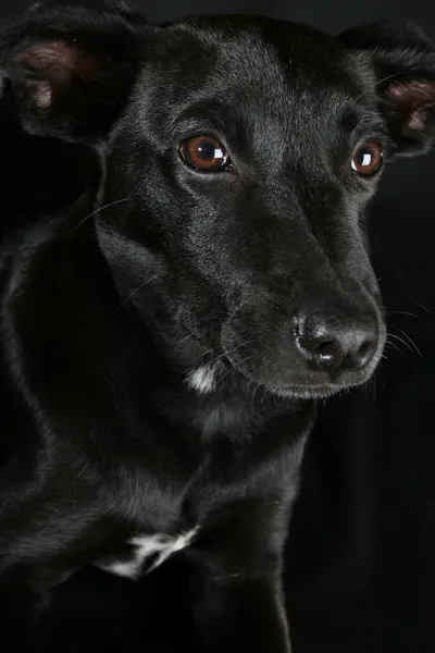 stock image Mixed Breed Puppy