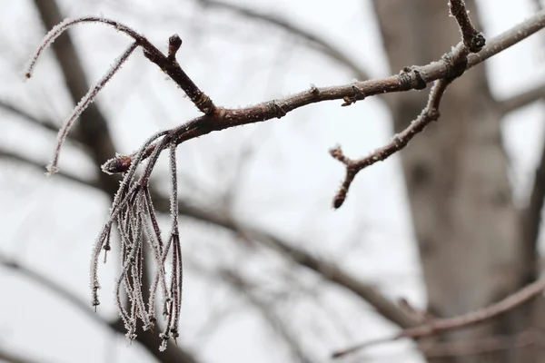 Galhos de inverno — Fotografia de Stock