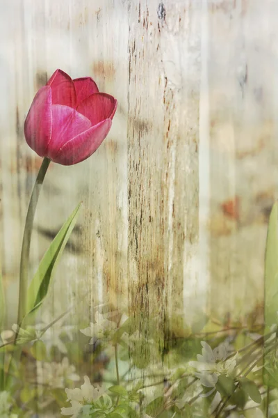 Purple tulip background — Stock Photo, Image