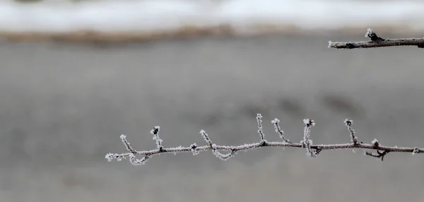Zima gałązki — Zdjęcie stockowe
