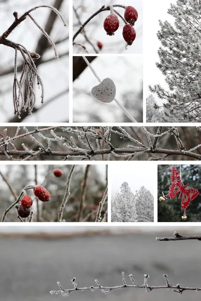 Winter combination — Stock Photo, Image