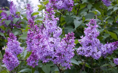 Blooming lilac bush. clipart