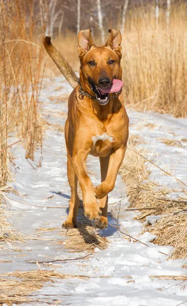 Cão de corrida — Fotografia de Stock