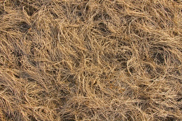Konsistens av torrt gräs — Stockfoto