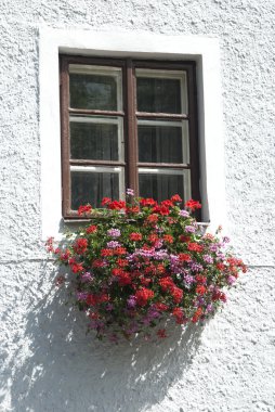 Eski pencere w çiçekler