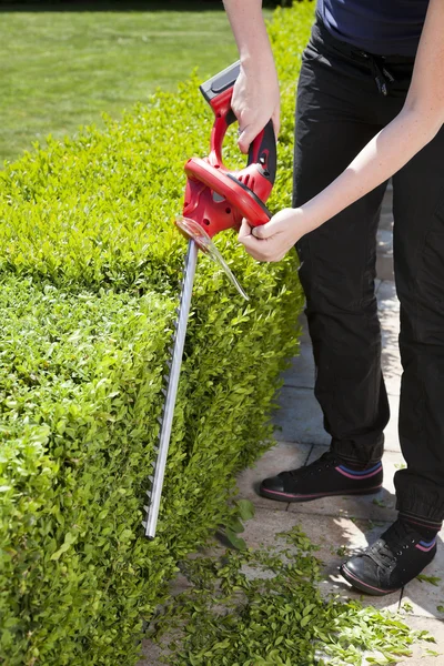 Hedge trimmer — Stock Photo, Image