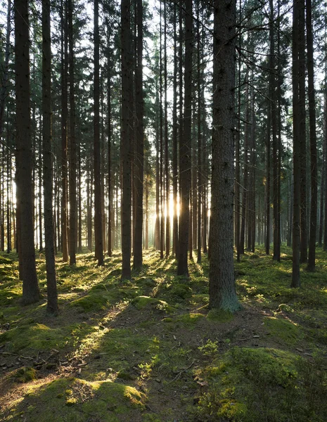 Az erdő reggel — Stock Fotó