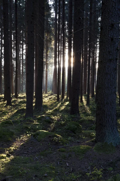 The primeval forest — Stock Photo, Image