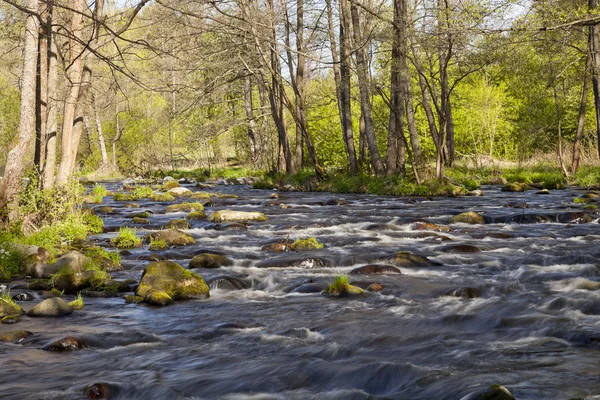 O rio na floresta — Fotografia de Stock