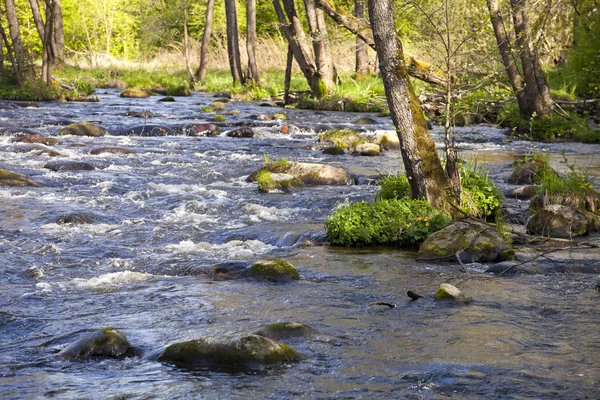 De rivier in het bos — Stockfoto